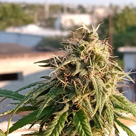 MK 1 growlog timeline photo