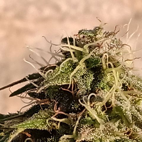 MK 1 growlog timeline photo