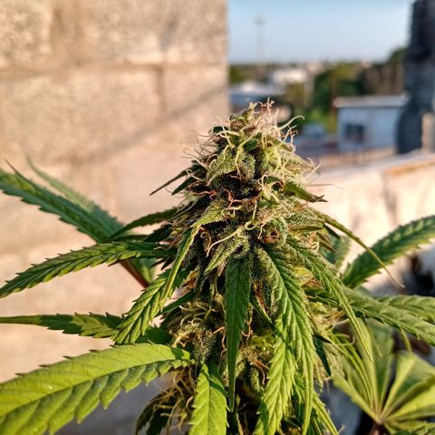 MK 1 growlog timeline photo