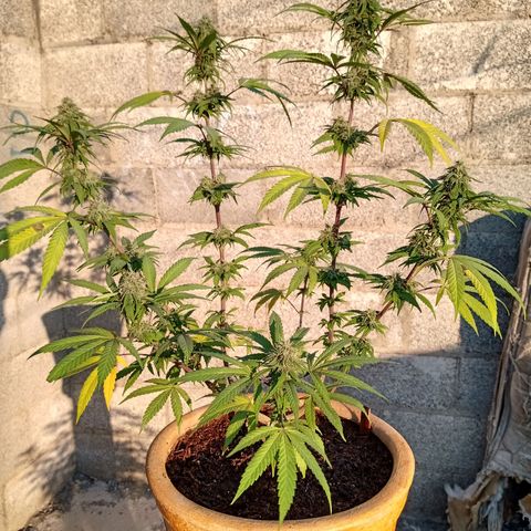 MK 1 growlog timeline photo