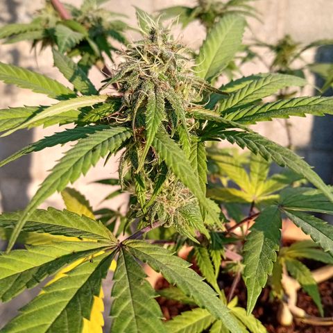 MK 1 growlog timeline photo