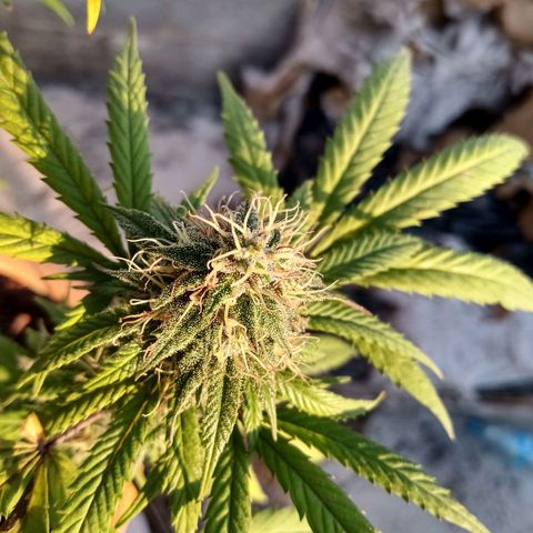 MK 1 growlog timeline photo