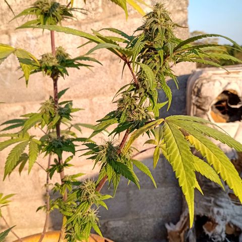 MK 1 growlog timeline photo