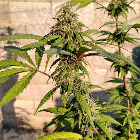 MK 1 growlog timeline photo