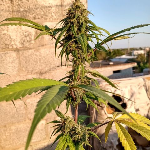 MK 1 growlog timeline photo