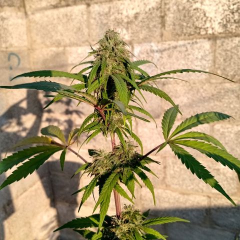 MK 1 growlog timeline photo