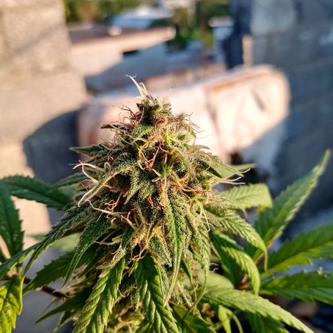 MK 1 growlog timeline photo