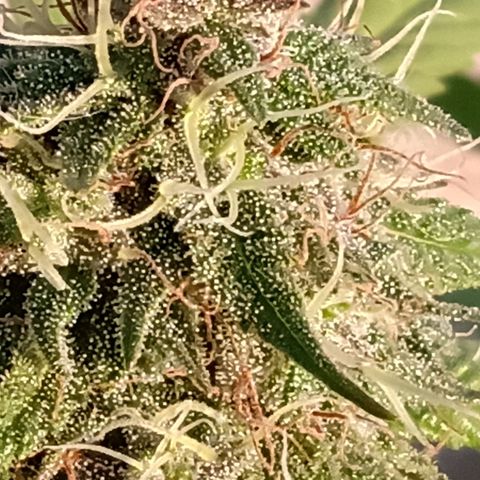 MK 1 growlog timeline photo