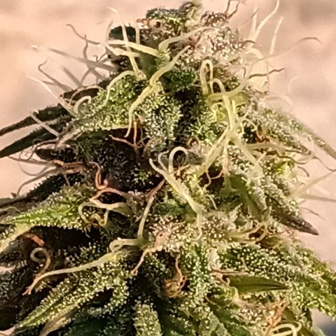 MK 1 growlog timeline photo