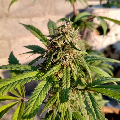 MK 1 growlog timeline photo