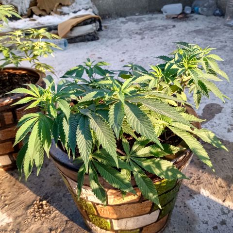 PYK  growlog timeline photo