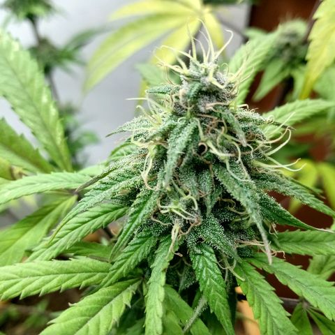 MK 1 growlog timeline photo
