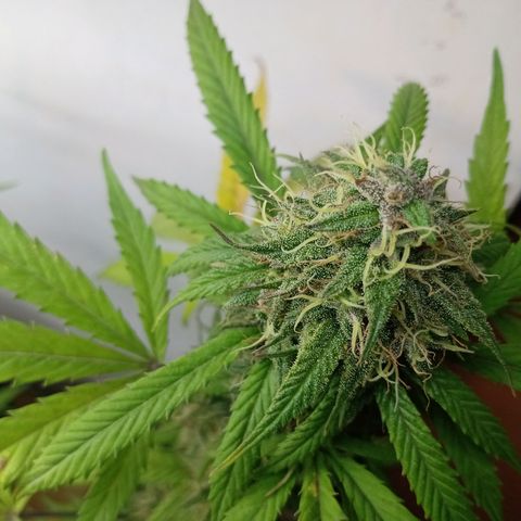 MK 1 growlog timeline photo