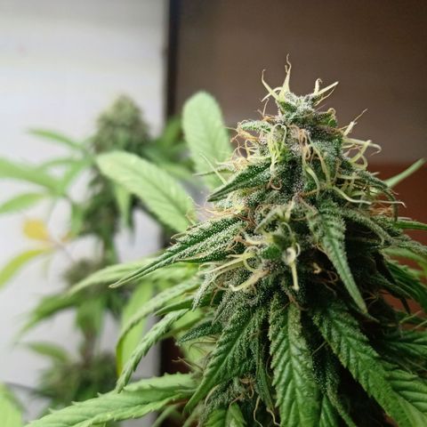 MK 1 growlog timeline photo