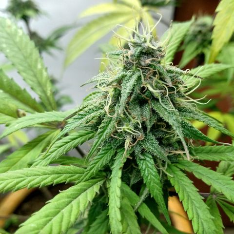 MK 1 growlog timeline photo