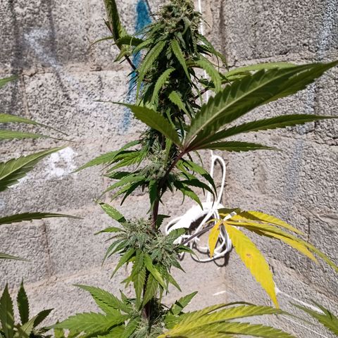 MK 1 growlog timeline photo