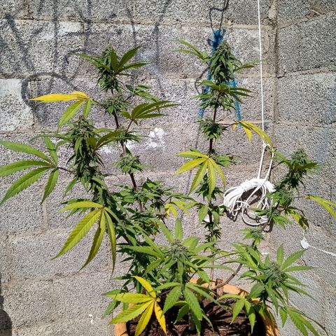 MK 1 growlog timeline photo