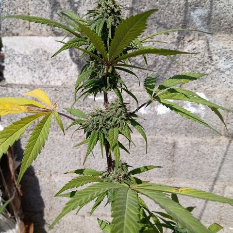 MK 1 growlog timeline photo