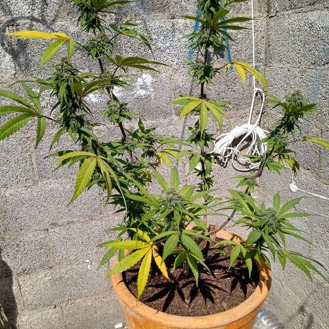 MK 1 growlog timeline photo