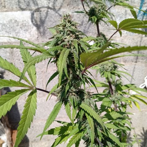 MK 1 growlog timeline photo