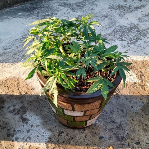 PYK  growlog timeline photo