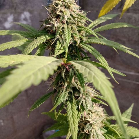 MK 1 growlog timeline photo