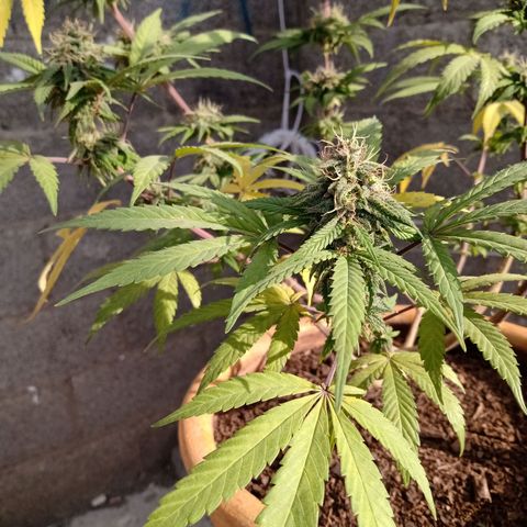 MK 1 growlog timeline photo