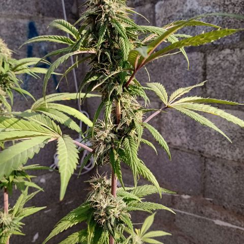 MK 1 growlog timeline photo
