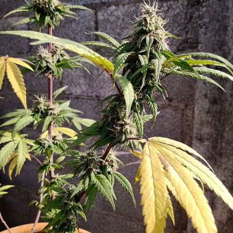 MK 1 growlog timeline photo