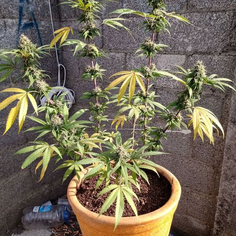MK 1 growlog timeline photo