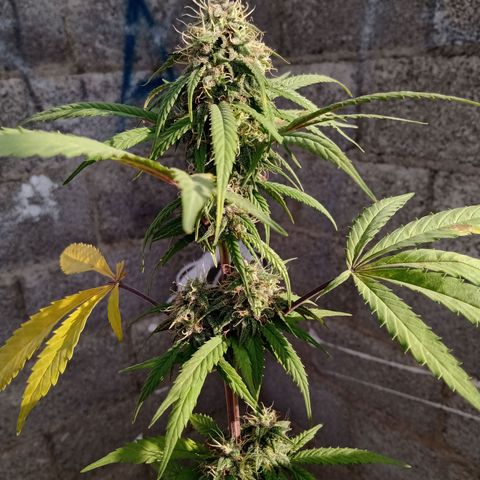 MK 1 growlog timeline photo