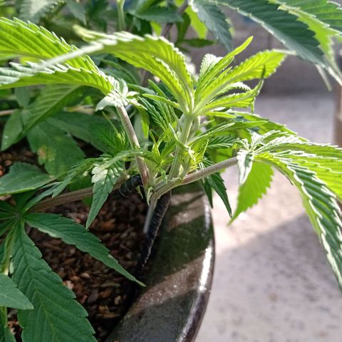 PYK  growlog timeline photo