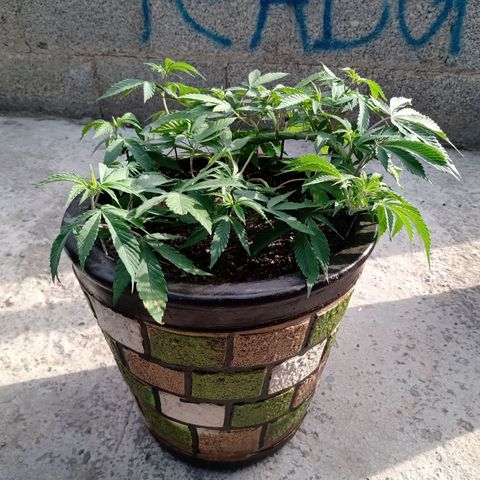 PYK  growlog timeline photo