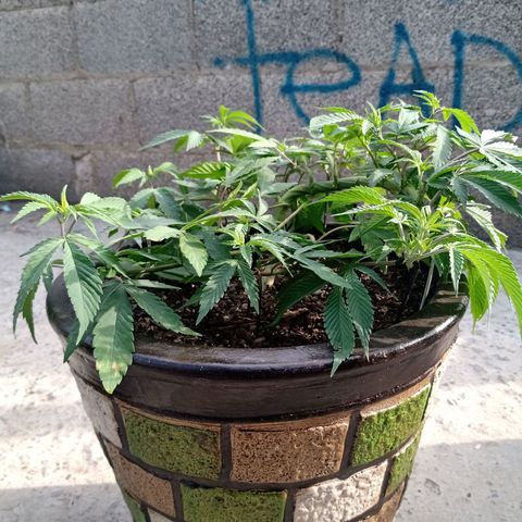 PYK  growlog timeline photo
