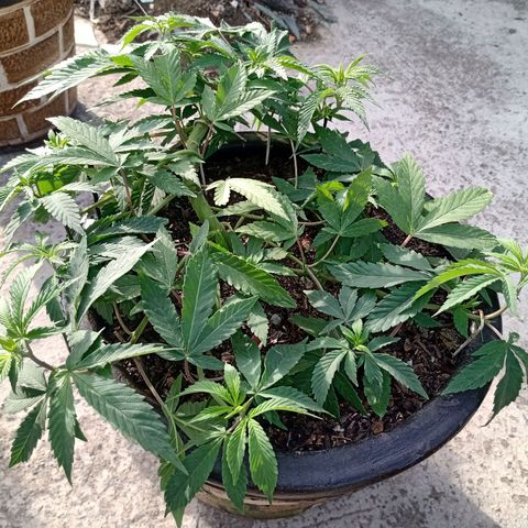 PYK  growlog timeline photo