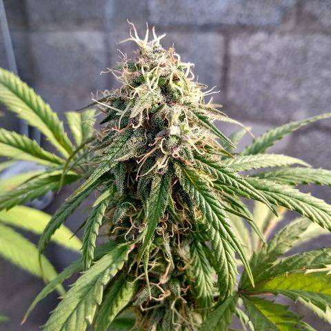 MK 1 growlog timeline photo