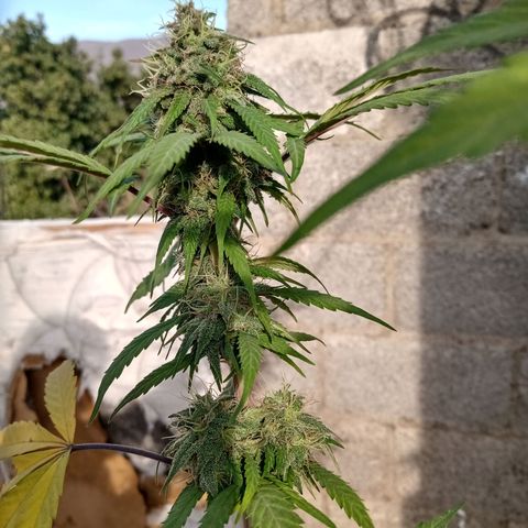 MK 1 growlog timeline photo