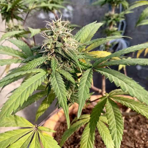 MK 1 growlog timeline photo