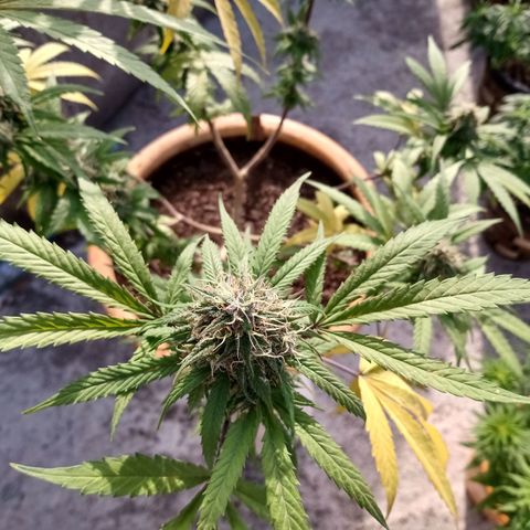 MK 1 growlog timeline photo