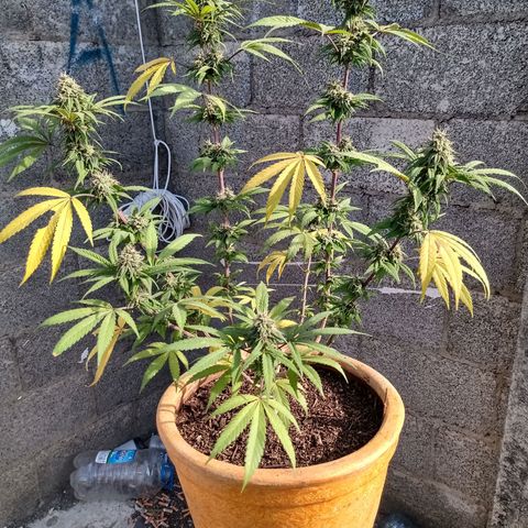MK 1 growlog timeline photo