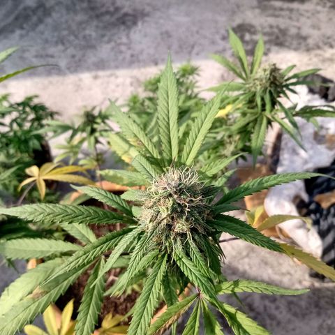 MK 1 growlog timeline photo