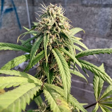 MK 1 growlog timeline photo
