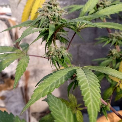 MK 1 growlog timeline photo