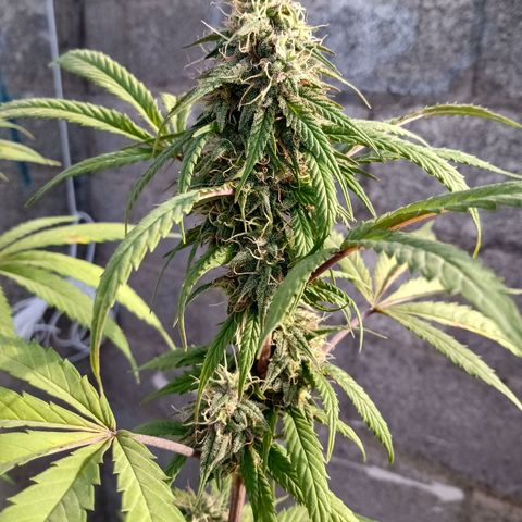 MK 1 growlog timeline photo