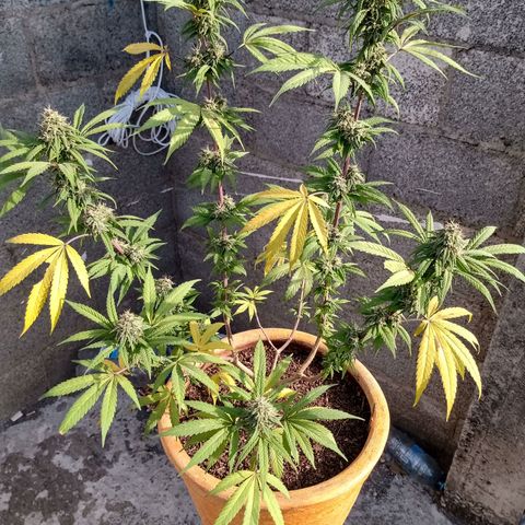 MK 1 growlog timeline photo