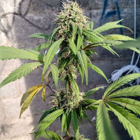MK 1 growlog timeline photo