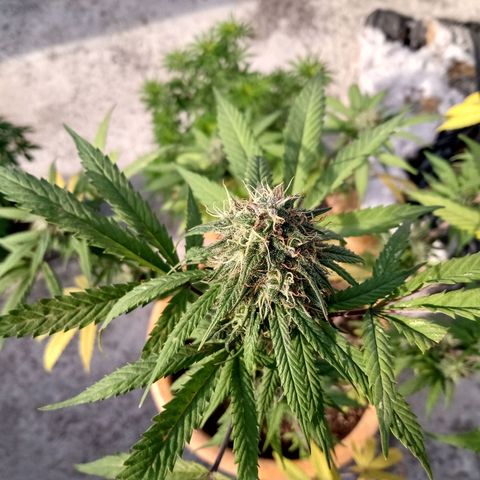 MK 1 growlog timeline photo