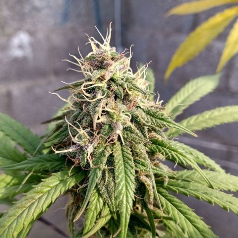 MK 1 growlog timeline photo