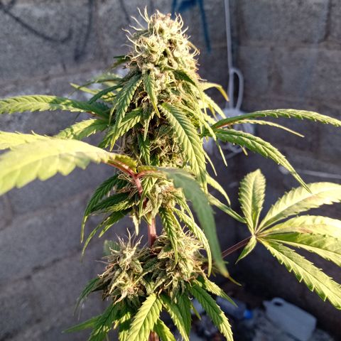 MK 1 growlog timeline photo