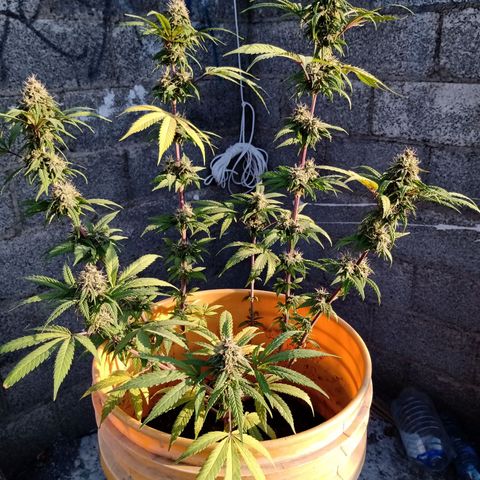 MK 1 growlog timeline photo